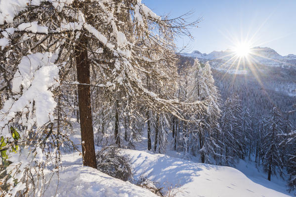 Woods in Val d'Ayas, Aosta Valley, Italian alps, Italy