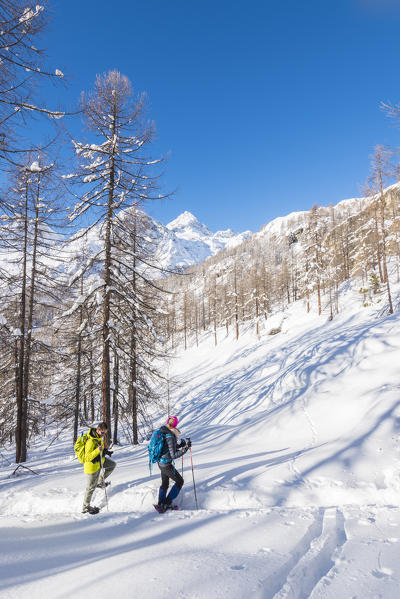 Hikers in the woods, Val d'Ayas, Aosta Valley, Italian alps, Italy