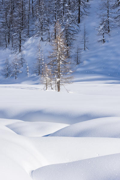 A solitary tree at Pian di Verra, Val d'Ayas, Aosta Valley, Italian alps, Italy