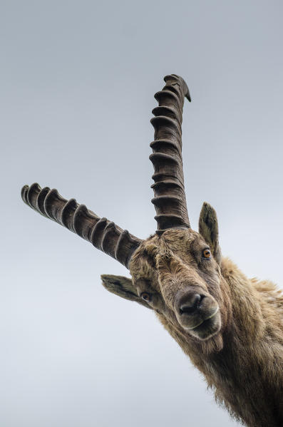 A bouquetin it's seeing us. (Orco valley, Gran Paradiso National Park, Piedmont, Italy)