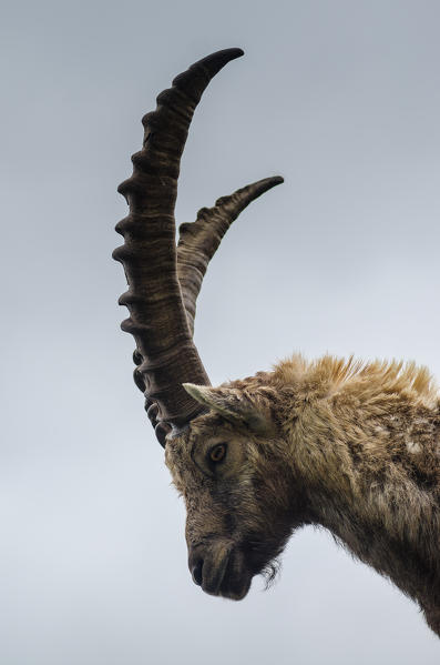 The face of a bouquetin. (Orco valley, Gran Paradiso National Park, Piedmont, Italy)