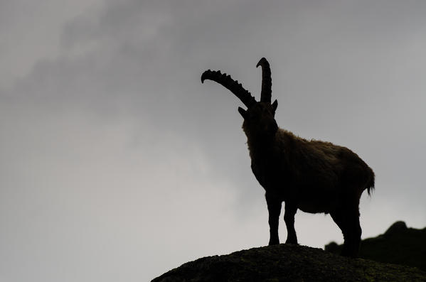 Bouquetin in silhouette. (Orco valley, Gran Paradiso National Park, Piedmont, Italy)
