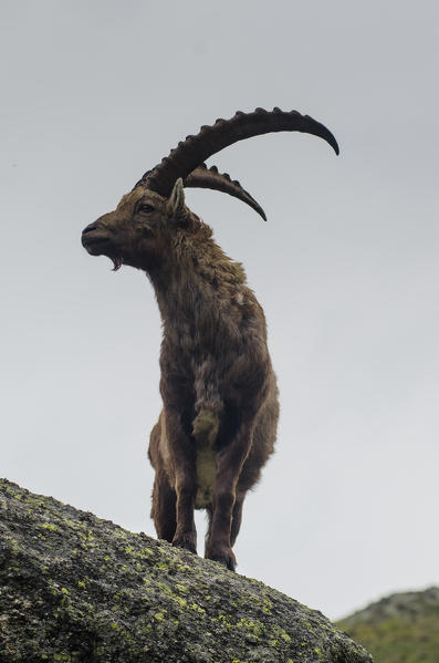 A male of bouquetin. (Orco valley, Gran Paradiso National Park, Piedmont, Italy)