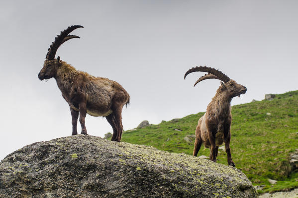 A couple of bouquetin. (Orco valley, Gran Paradiso National Park, Piedmont, Italy)