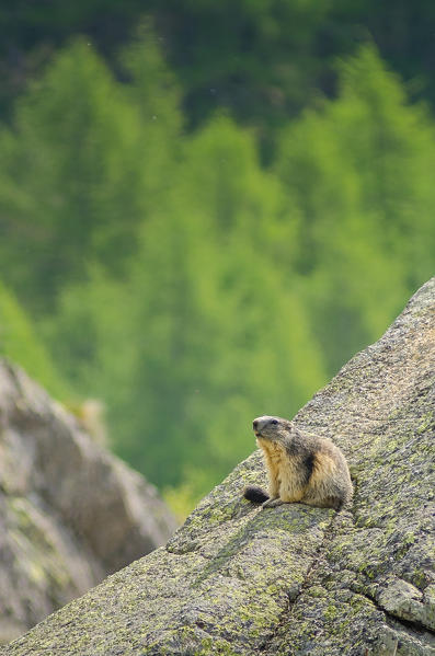 A marmot, in springtime (Orco Valley, Gran Paradiso National Park, Piedmont, Italy)
