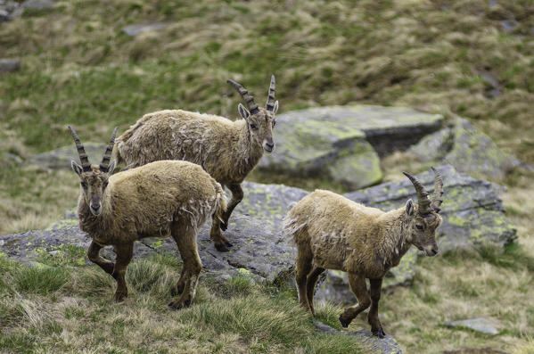 Young bouquetin in springtime. (Orco Valley, Gran Paradiso National Park, Piedmont, Italy)