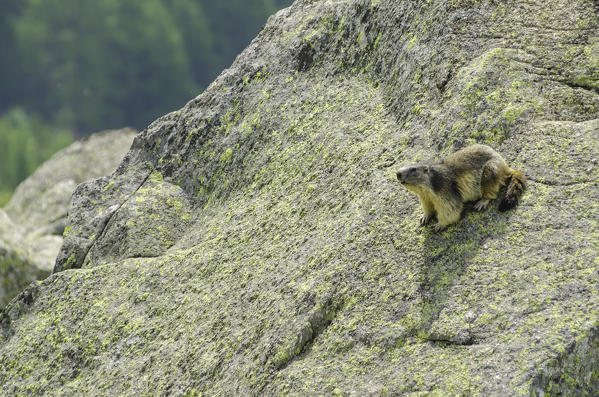Marmot on a stone. (Orco Valley, Gran Paradiso National Park, Piedmont, Italy)