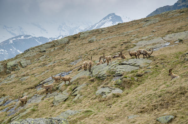 An herd of bouquetin. (Orco Valley, Gran Paradiso National Park, Piedmont, Italy)