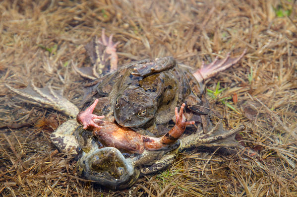 Alpine frog in coupling. (Orco Valley, Gran Paradiso National Park, Piedmont, Italian alps)