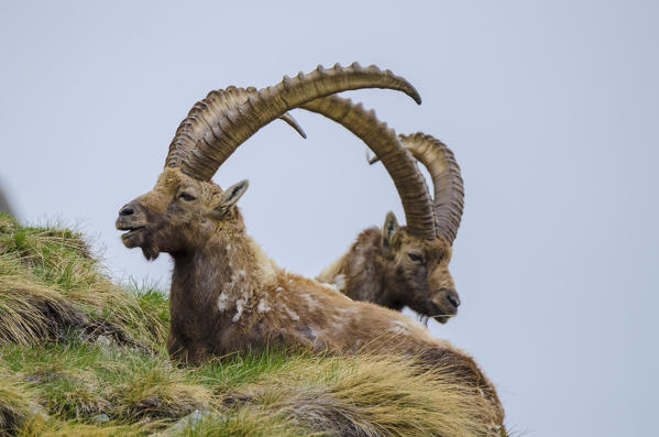 Two alpine ibex in springtime, Valle dell'Orco, Gran Paradiso National Park, Piedmont, Graian alps, Province of Turin, Italian alps, Italy