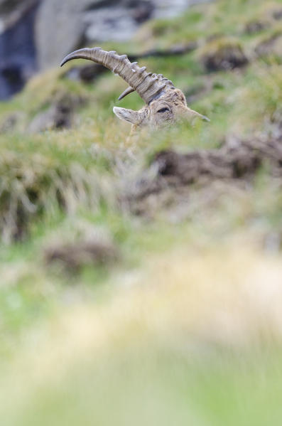 Sleeping ibex, Valle dell'Orco, Gran Paradiso National Park, Piedmont, Graian alps, Province of Turin, Italian alps, Italy