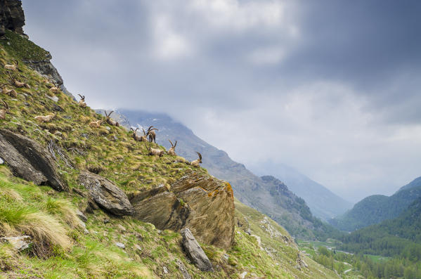 An herd of ibexes, Valle dell'Orco, Gran Paradiso National Park, Piedmont, Graian alps, Province of Turin, Italian alps, Italy