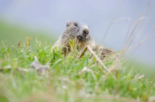 Marmot in springtime, Valle dell'Orco, Gran Paradiso National Park, Piedmont, Graian alps, Province of Turin, Italian alps, Italy