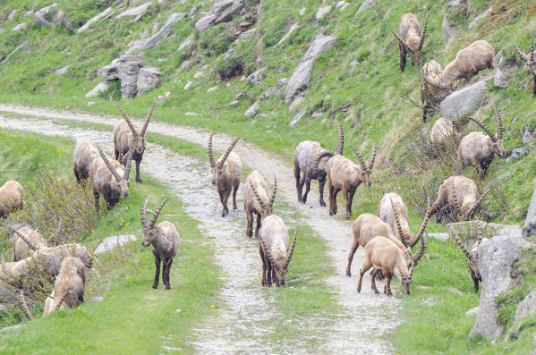 An herd of ibexes on the path, Valle dell'Orco, Gran Paradiso National Park, Piedmont, Graian alps, Province of Turin, Italian alps, Italy