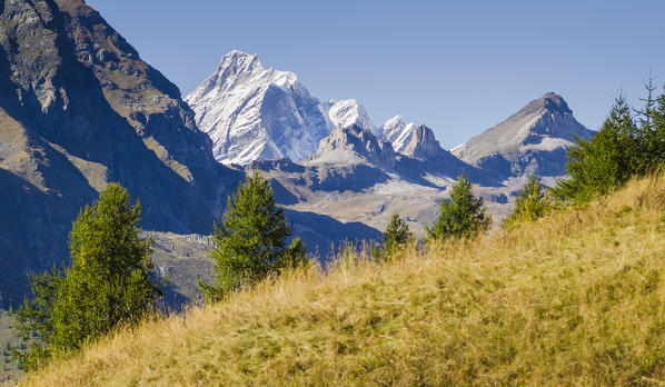 Dent d'Herens seen from the pasture of Ayas Valley, Aosta Valley, Pennine Alps, Italian alps, Italy