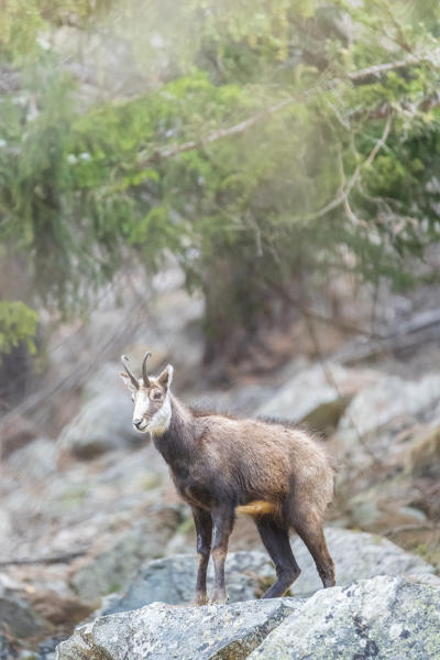 Chamois in springtime, Valnontey, Cogne Valley, Gran Paradiso National Park, Aosta Valley, Italian alps, Italy