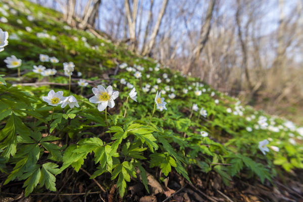 Wood anemone, Valchiusella, Canavese, Province of Turin, Piedmont, Italian alps, Italy