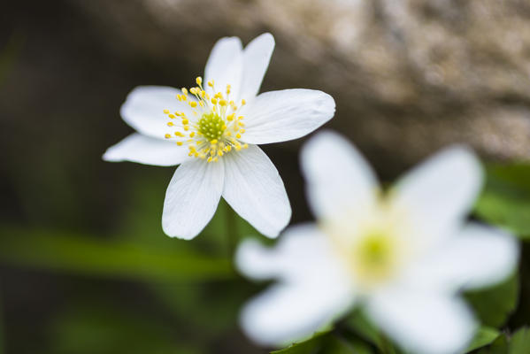 Anemone nemorosa, Valchiusella, Canavese, Province of Turin, Piedmont, Graian alps, Italian alps, Italy