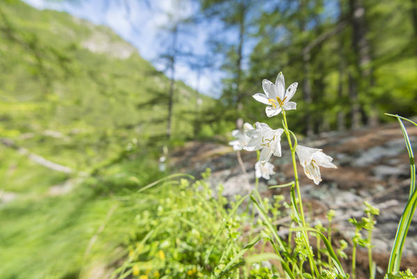 Paradisea liliastrum, Campiglia valley, Valle Soana, Gran Paradiso National Park, Piedmont, Province of Turin, Italian alps, Italy