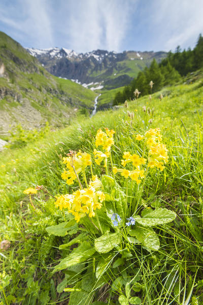 Flowers of cowslip, Campiglia valley, Valle Soana, Gran Paradiso National Park, Piedmont, Province of Turin, Italian alps, Italy