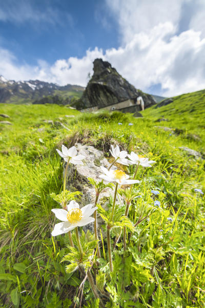 Flowers under San Besso sanctuary, Campiglia valley, Valle Soana, Gran Paradiso National Park, Piedmont, Province of Turin, Italian alps, Italy