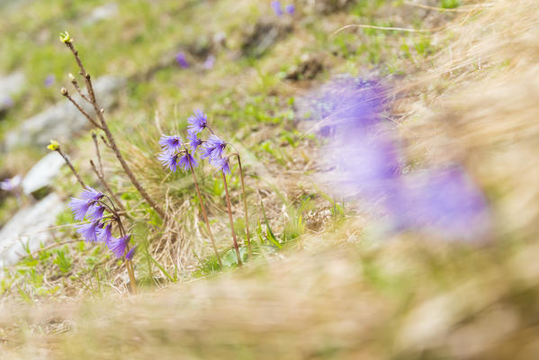 Soldanella alpina, Campiglia valley, Valle Soana, Gran Paradiso National Park, Piedmont, Province of Turin, Italian alps, Italy