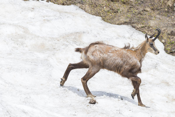 Chamois with spring hair, Campiglia valley, Valle Soana, Gran Paradiso National Park, Piedmont, Province of Turin, Italian alps, Italy