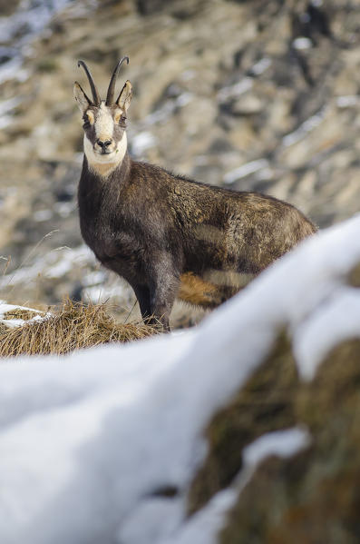 Chamois (Valsavarenche, Gran Paradiso National Park, Aosta valley, Italy)  