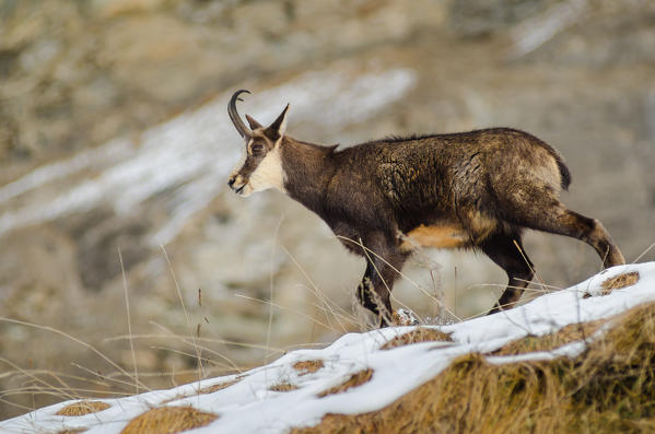 Chamois on the snow. (Valsavarenche, Gran Paradiso National Park, Aosta Valley, Italy)