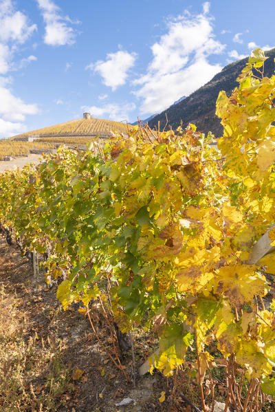 Vineyards in autumn, Aymavilles, Aosta Valley, Italian alps, Italy