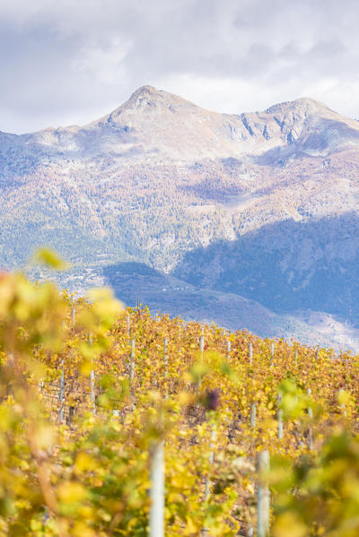 Becca di Viou and Mont Mary over the vineyards, Aymavilles, Aosta Valley, Italian alps, Italy
