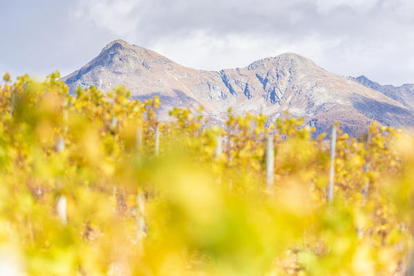 Becca di Viou and Mont Mary over the vineyards, Aymavilles, Aosta Valley, Italian alps, Italy