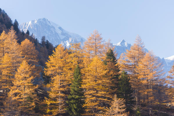 Mont Blanc rise over the larches, Valdigne, Aosta Valley, Italian alps, Italy