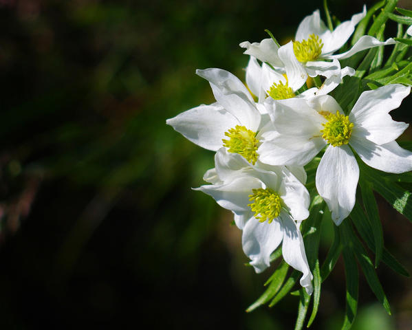 Narcissus flowered anemone, Val d'Arigna, Lombardy, Italy