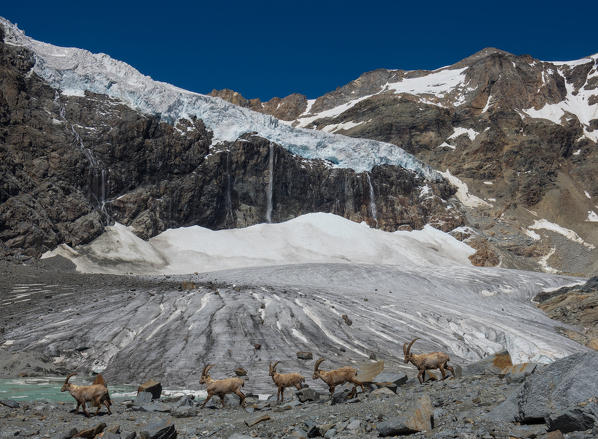 Herd of alpine ibex walking at the front of Fellaria glacier, Sondrio province, Lombardy, Italy, Alps, Europe