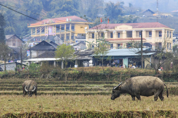 Water buffalos in the mountains of Sapa, Vietnam