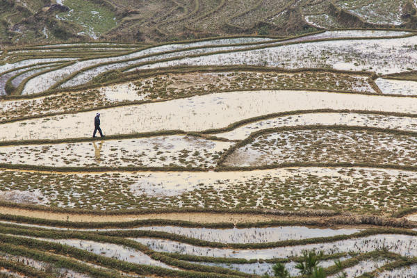 Farmer walking among the rice terraces of Sapa in north Vietnam