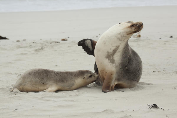 Australian Sea lions on a beach of Kangaroo Island