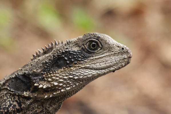 Water Dragon , Australia - Physignathus cocincinus