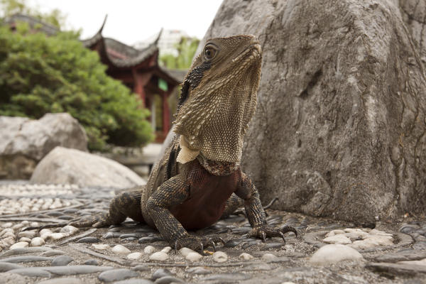 Water Dragon , Australia - Physignathus cocincinus