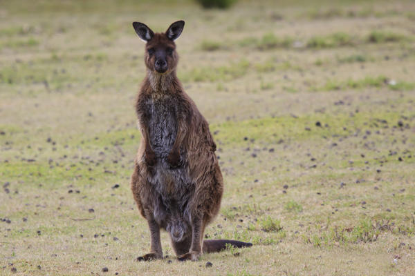 Wallaby of Kangaroo Island - Australia