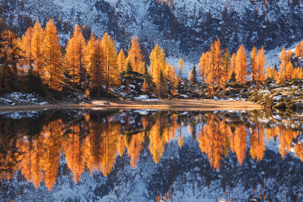 Caderzone, San Giuliano lakes, Adamello-Brenta natural park, Trentino Alto Adige, Italy. The larches are reflected into the lakes an autumn morning