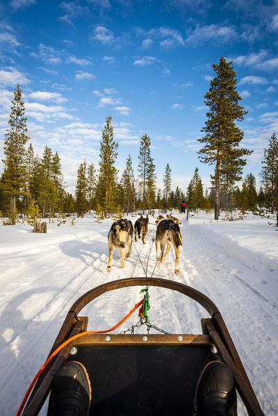Dog sledding, Saariselka, Lapland, Finland, Europe.