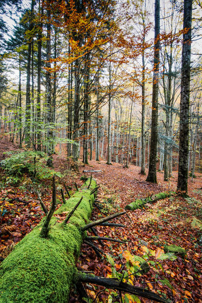 Sassofratino Reserve, Foreste Casentinesi National Park, Badia Prataglia, Tuscany, Italy, Europe. Fallen tree trunk covered with moss.