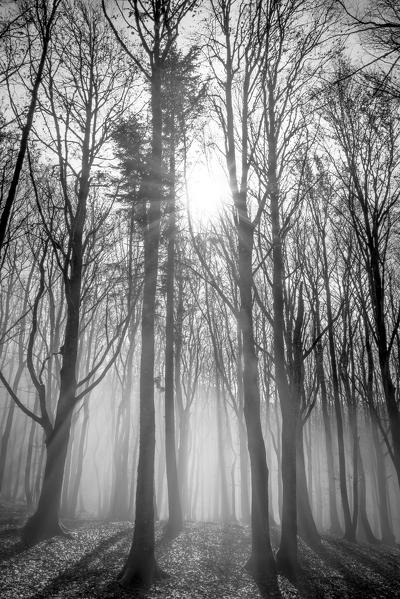 Sassofratino Reserve, Foreste Casentinesi National Park, Badia Prataglia, Tuscany, Italy, Europe.  Backlight in the woods with sun rays in the mist in black and white.