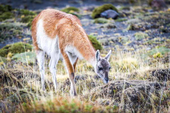 Torres del Paine National Park, Patagonia, Chile, South America. Guanaco.