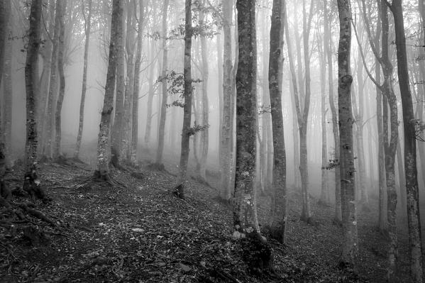 Sassofratino Reserve, Foreste Casentinesi National Park, Badia Prataglia, Tuscany, Italy. Mist in the forest.