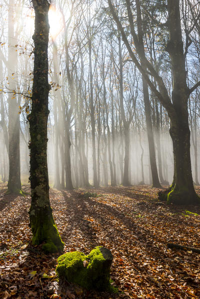 Sassofratino Reserve, Foreste Casentinesi National Park, Badia Prataglia, Tuscany, Italy, Europe. Sun rays in the mist.