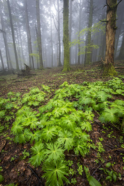 Sassofratino Reserve, Foreste Casentinesi National Park, Badia Prataglia, Tuscany, Italy, Europe. Green wet leaves in the wood.