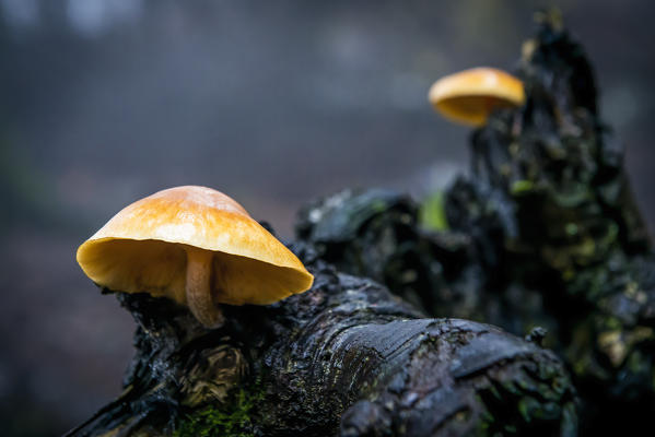 Sassofratino Reserve, Foreste Casentinesi National Park, Badia Prataglia, Tuscany, Italy, Europe. Mushrooms on wet branch.
